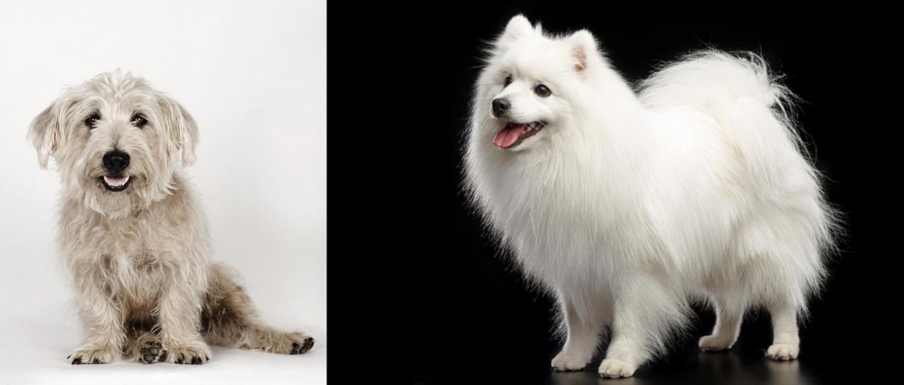 Japanese Spitz vs Glen of Imaal Terrier - Breed Comparison