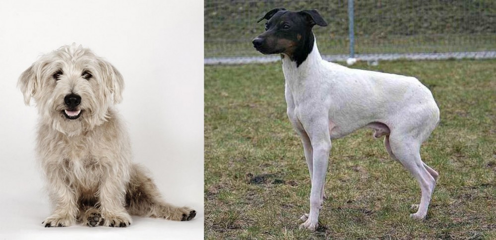 Japanese Terrier vs Glen of Imaal Terrier - Breed Comparison