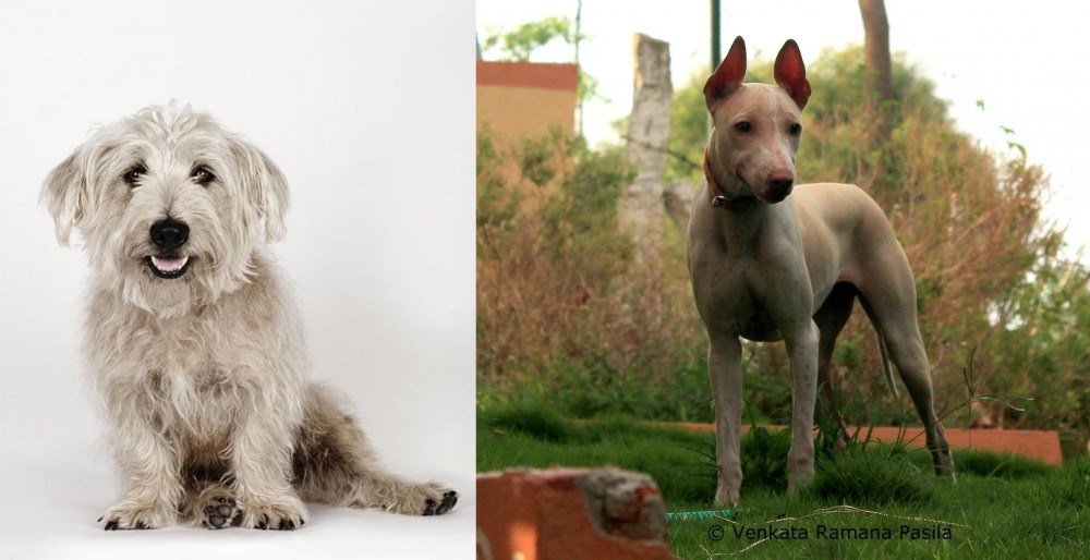 Jonangi vs Glen of Imaal Terrier - Breed Comparison
