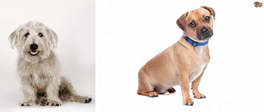 Jug vs Glen of Imaal Terrier - Breed Comparison