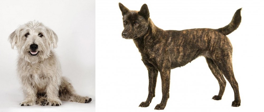 Kai Ken vs Glen of Imaal Terrier - Breed Comparison