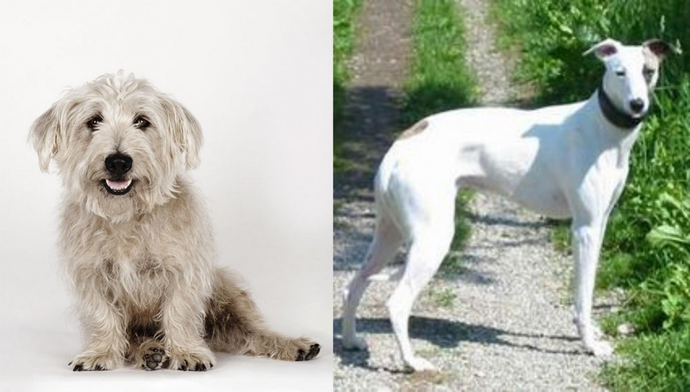 Kaikadi vs Glen of Imaal Terrier - Breed Comparison