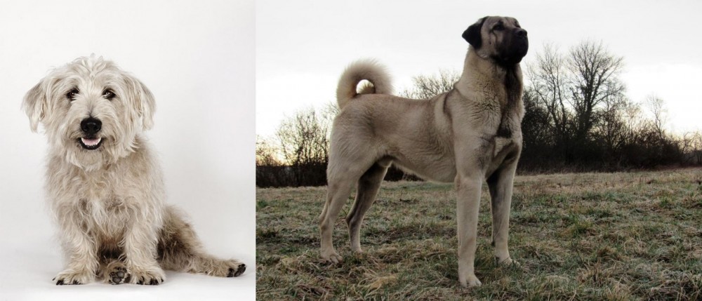 Kangal Dog vs Glen of Imaal Terrier - Breed Comparison