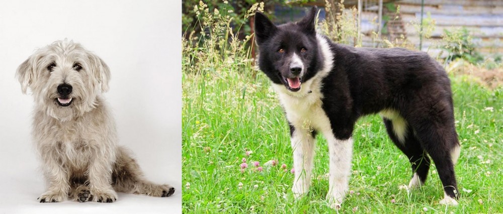 Karelian Bear Dog vs Glen of Imaal Terrier - Breed Comparison