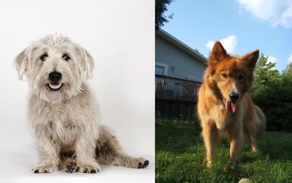 Karelo-Finnish Laika vs Glen of Imaal Terrier - Breed Comparison