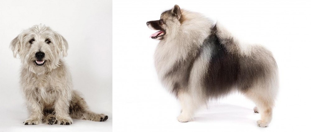 Keeshond vs Glen of Imaal Terrier - Breed Comparison
