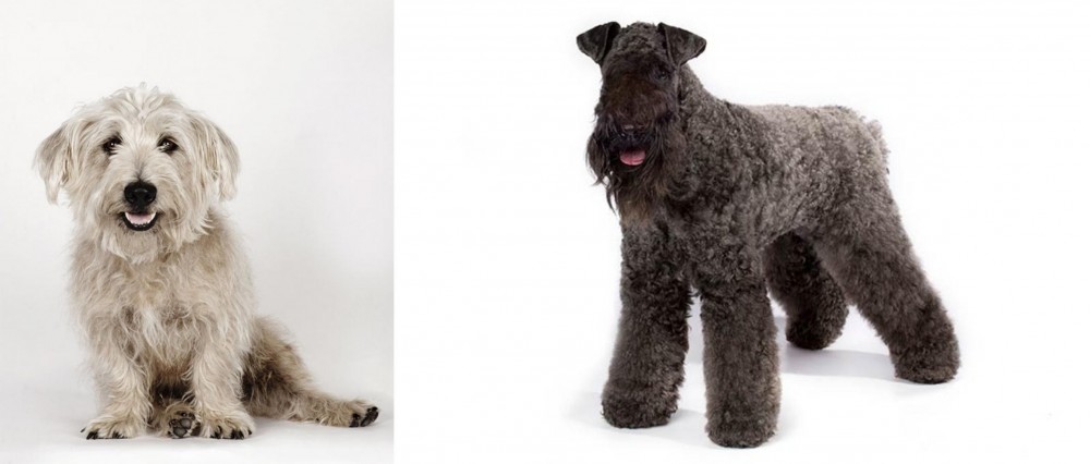 Kerry Blue Terrier vs Glen of Imaal Terrier - Breed Comparison