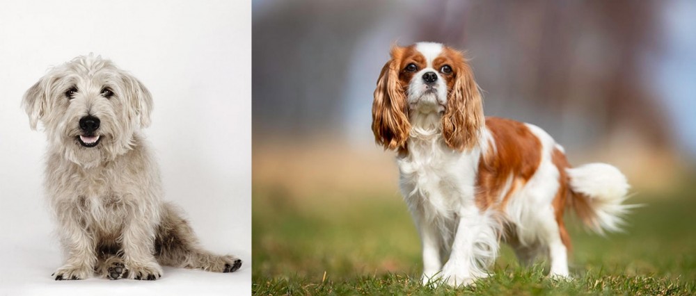 King Charles Spaniel vs Glen of Imaal Terrier - Breed Comparison