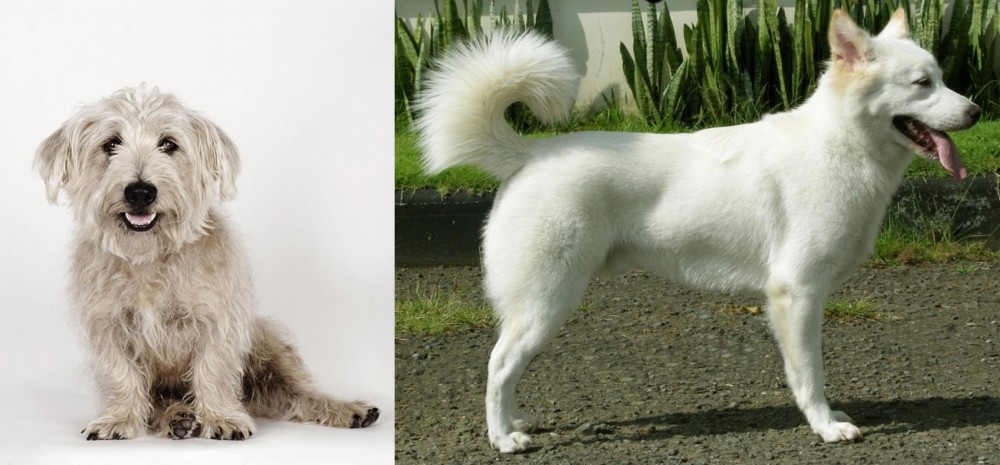 Kintamani vs Glen of Imaal Terrier - Breed Comparison