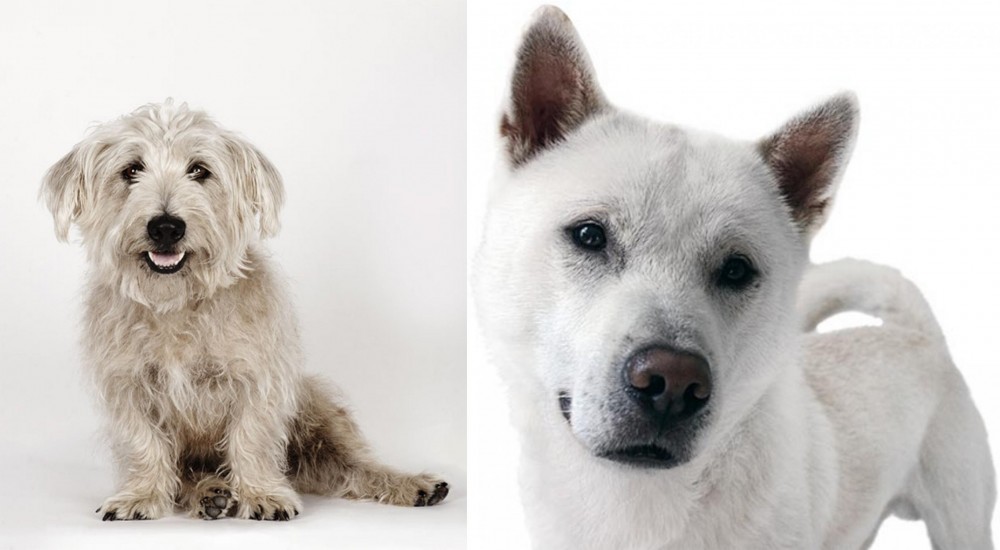 Kishu vs Glen of Imaal Terrier - Breed Comparison