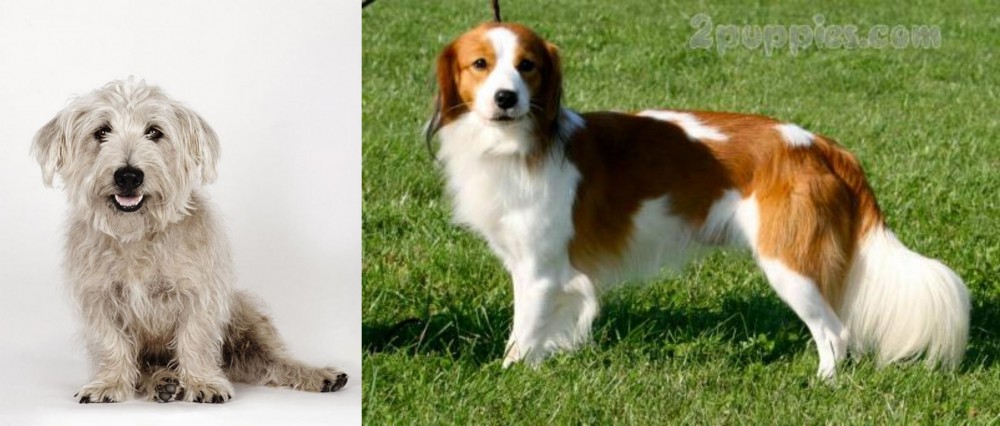 Kooikerhondje vs Glen of Imaal Terrier - Breed Comparison