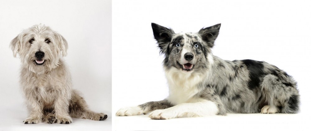Koolie vs Glen of Imaal Terrier - Breed Comparison