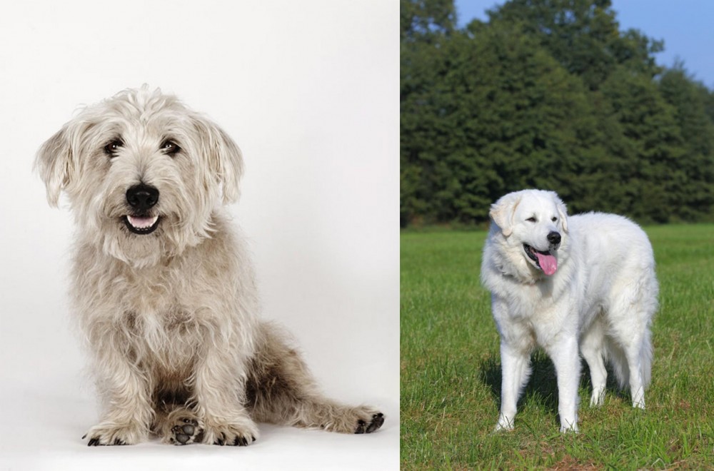 Kuvasz vs Glen of Imaal Terrier - Breed Comparison