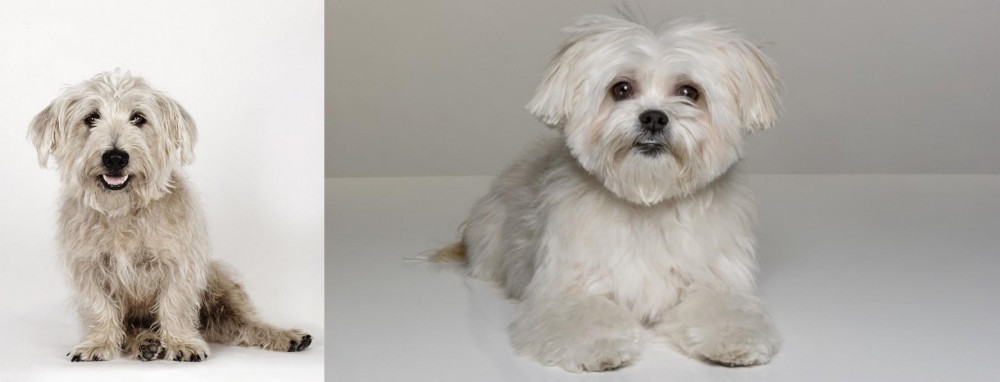 Kyi-Leo vs Glen of Imaal Terrier - Breed Comparison