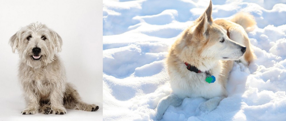 Labrador Husky vs Glen of Imaal Terrier - Breed Comparison