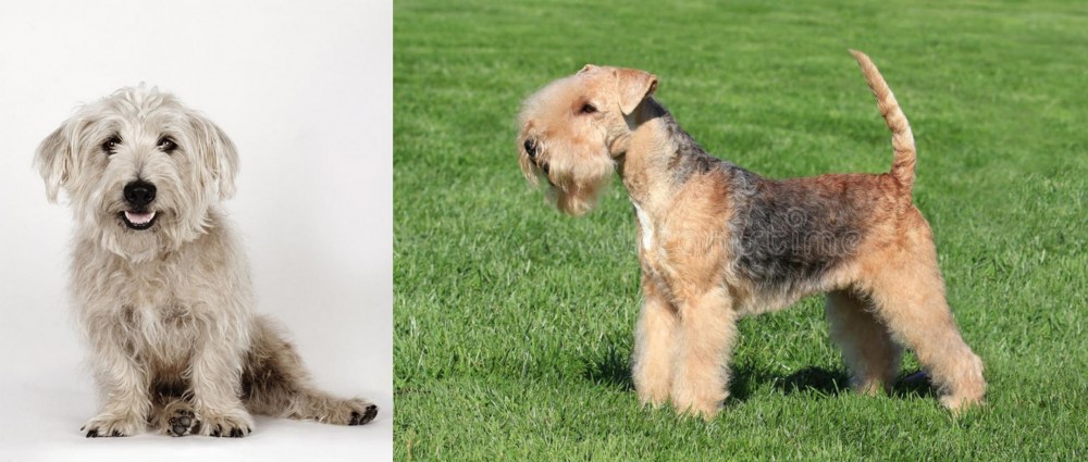 Lakeland Terrier vs Glen of Imaal Terrier - Breed Comparison