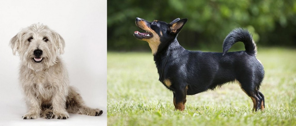 Lancashire Heeler vs Glen of Imaal Terrier - Breed Comparison