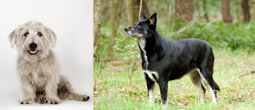 Lapponian Herder vs Glen of Imaal Terrier - Breed Comparison