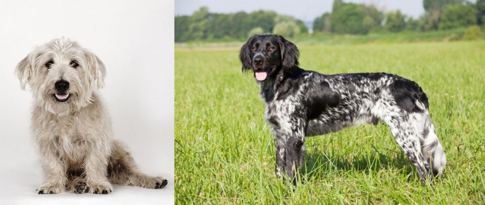 Large Munsterlander vs Glen of Imaal Terrier - Breed Comparison