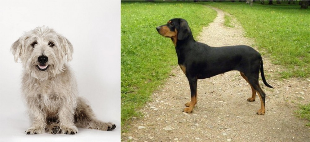 Latvian Hound vs Glen of Imaal Terrier - Breed Comparison