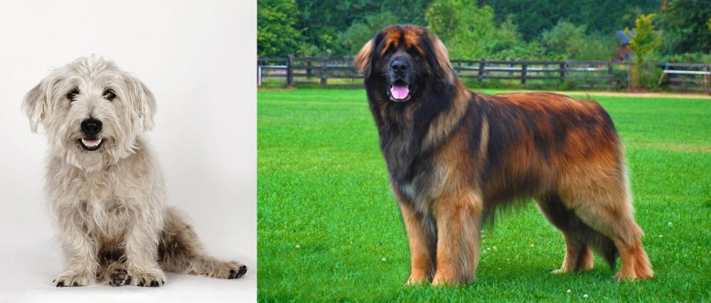 Leonberger vs Glen of Imaal Terrier - Breed Comparison