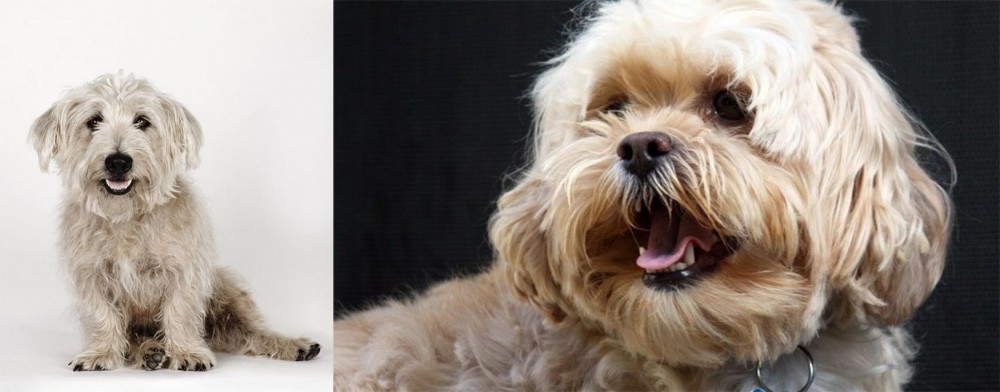 Lhasapoo vs Glen of Imaal Terrier - Breed Comparison