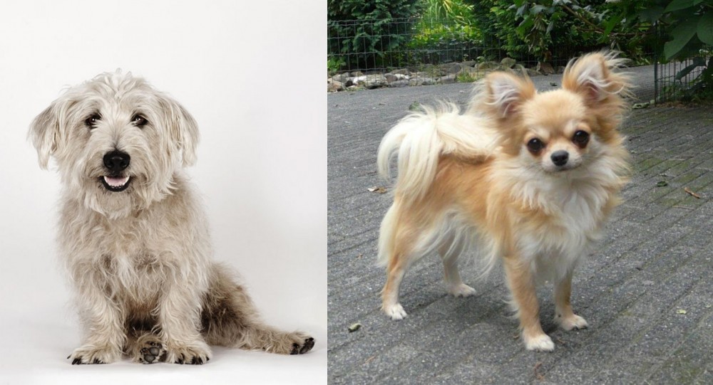 Long Haired Chihuahua vs Glen of Imaal Terrier - Breed Comparison