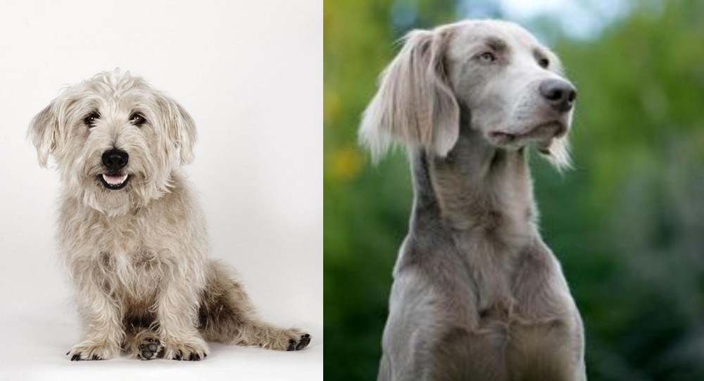 Longhaired Weimaraner vs Glen of Imaal Terrier - Breed Comparison