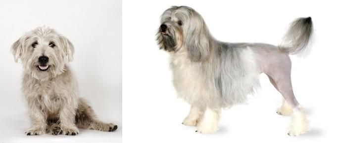Lowchen vs Glen of Imaal Terrier - Breed Comparison