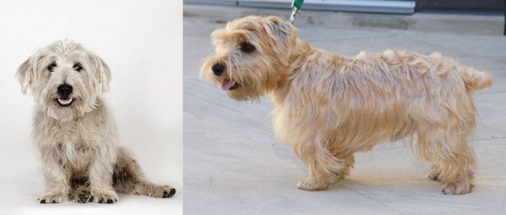 Lucas Terrier vs Glen of Imaal Terrier - Breed Comparison