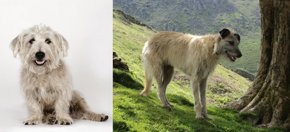 Lurcher vs Glen of Imaal Terrier - Breed Comparison