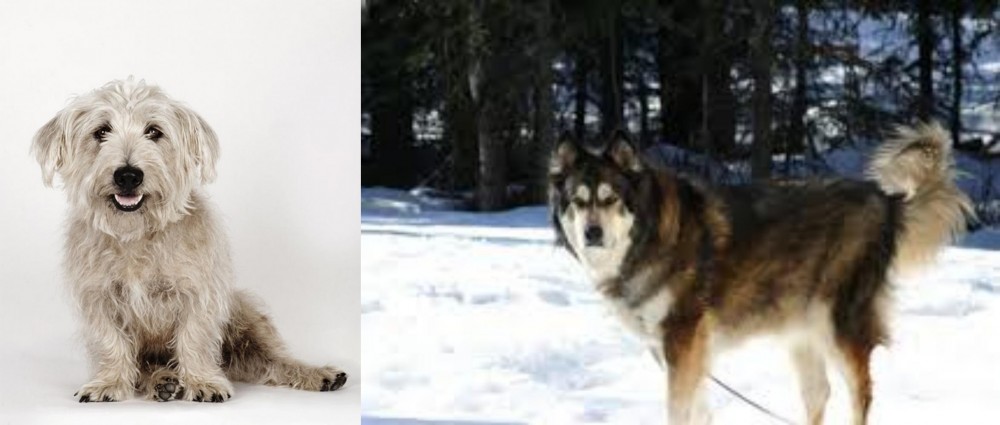 Mackenzie River Husky vs Glen of Imaal Terrier - Breed Comparison
