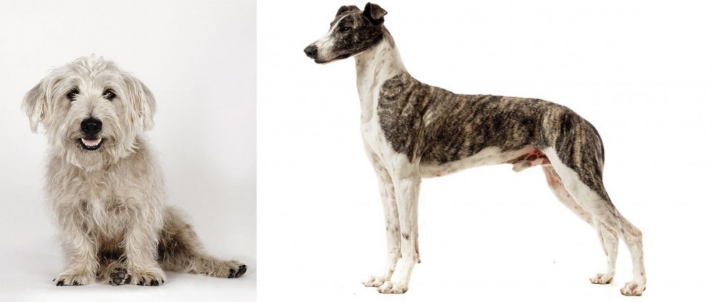 Magyar Agar vs Glen of Imaal Terrier - Breed Comparison