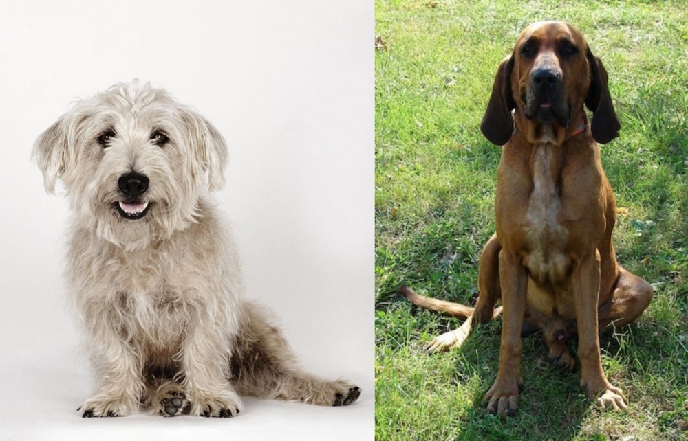 Majestic Tree Hound vs Glen of Imaal Terrier - Breed Comparison