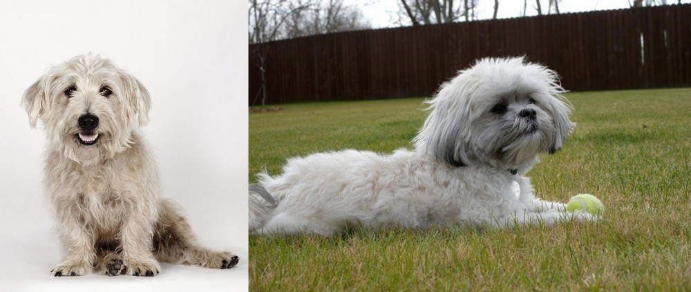 Mal-Shi vs Glen of Imaal Terrier - Breed Comparison