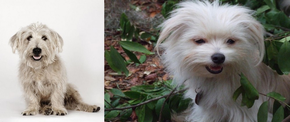 Malti-Pom vs Glen of Imaal Terrier - Breed Comparison