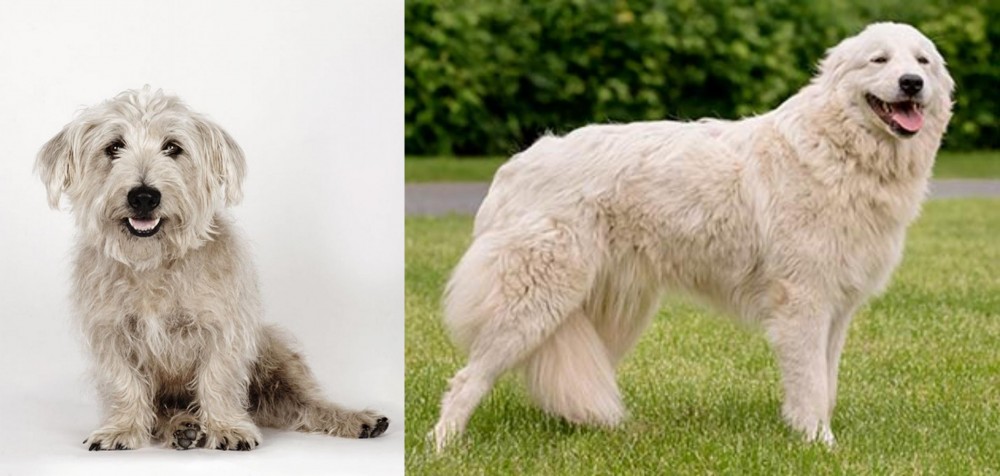 Maremma Sheepdog vs Glen of Imaal Terrier - Breed Comparison