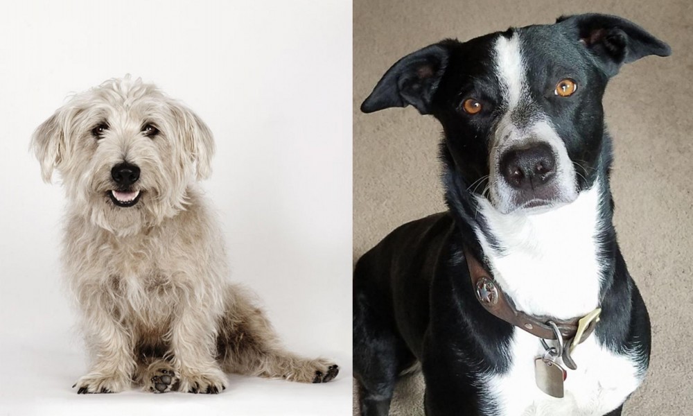 McNab vs Glen of Imaal Terrier - Breed Comparison
