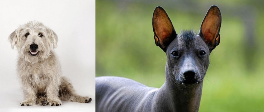 Mexican Hairless vs Glen of Imaal Terrier - Breed Comparison
