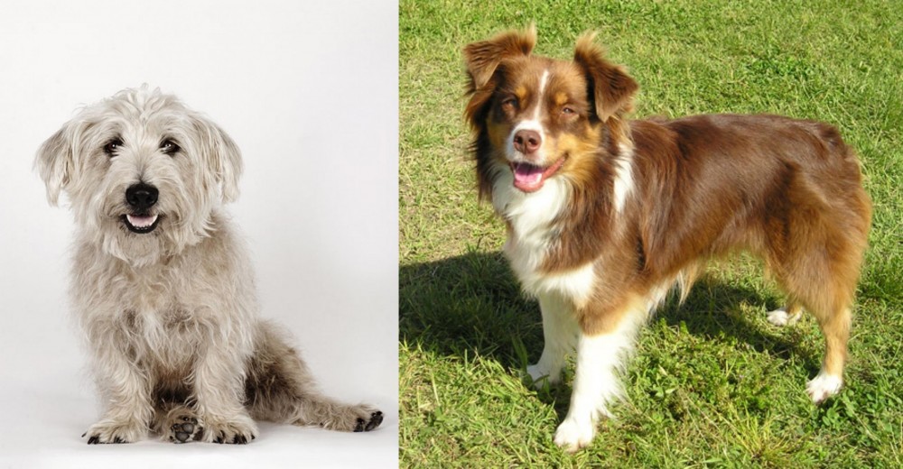 Miniature Australian Shepherd vs Glen of Imaal Terrier - Breed Comparison