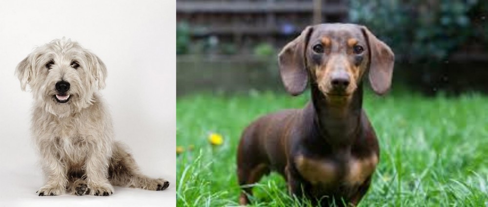 Miniature Dachshund vs Glen of Imaal Terrier - Breed Comparison