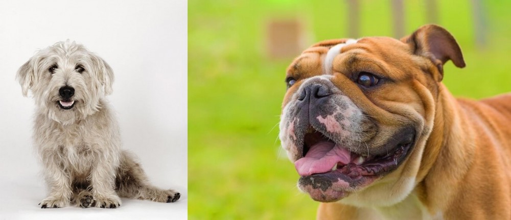 Miniature English Bulldog vs Glen of Imaal Terrier - Breed Comparison