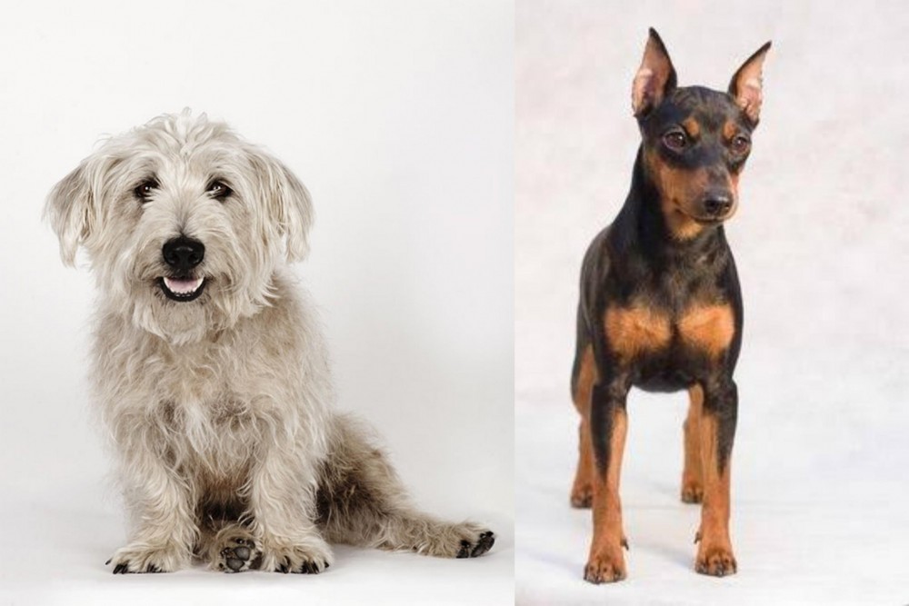 Miniature Pinscher vs Glen of Imaal Terrier - Breed Comparison