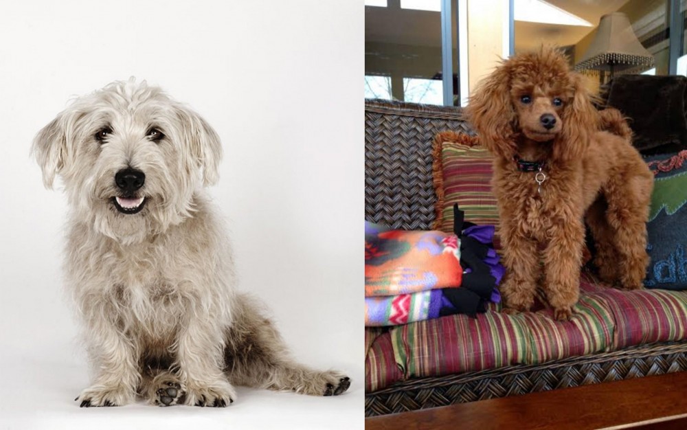 Miniature Poodle vs Glen of Imaal Terrier - Breed Comparison