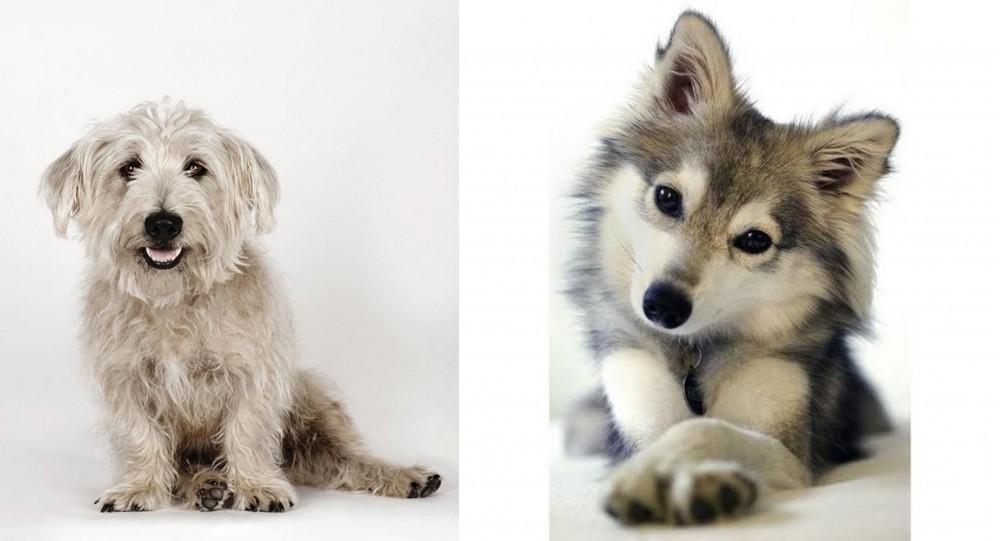 Miniature Siberian Husky vs Glen of Imaal Terrier - Breed Comparison