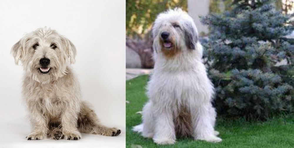 Mioritic Sheepdog vs Glen of Imaal Terrier - Breed Comparison