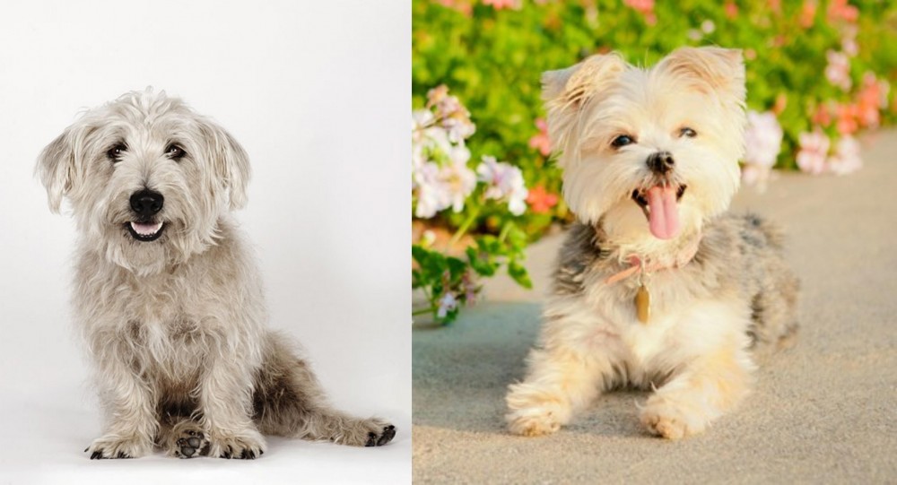 Morkie vs Glen of Imaal Terrier - Breed Comparison