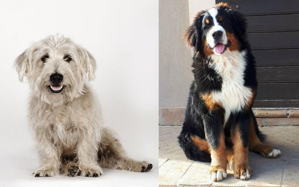 Mountain Burmese vs Glen of Imaal Terrier - Breed Comparison