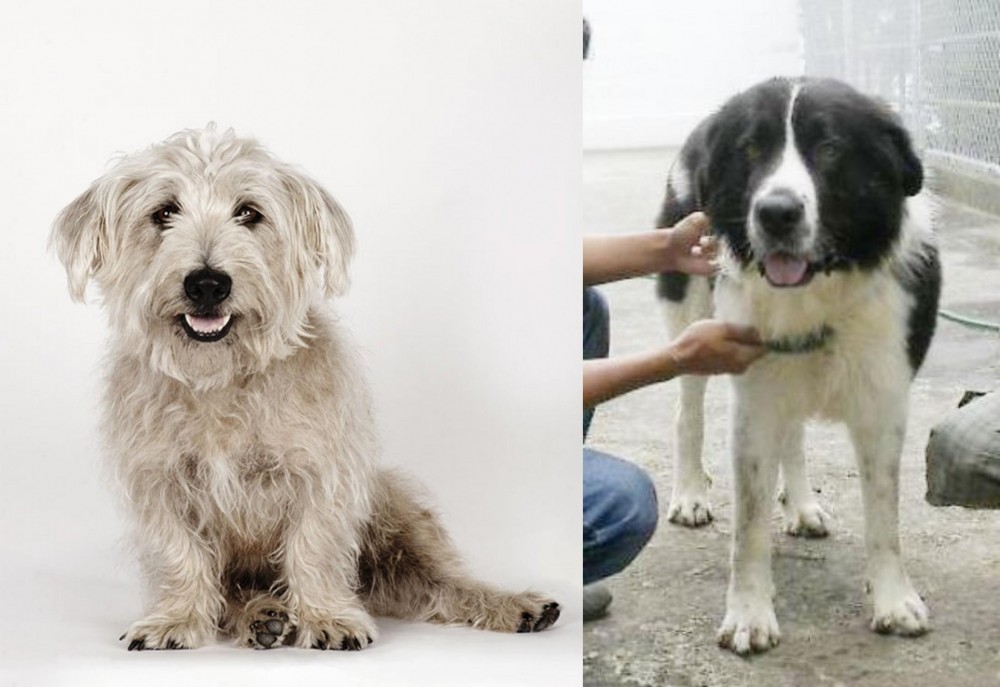 Mucuchies vs Glen of Imaal Terrier - Breed Comparison