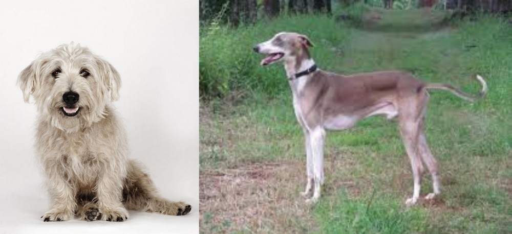 Mudhol Hound vs Glen of Imaal Terrier - Breed Comparison